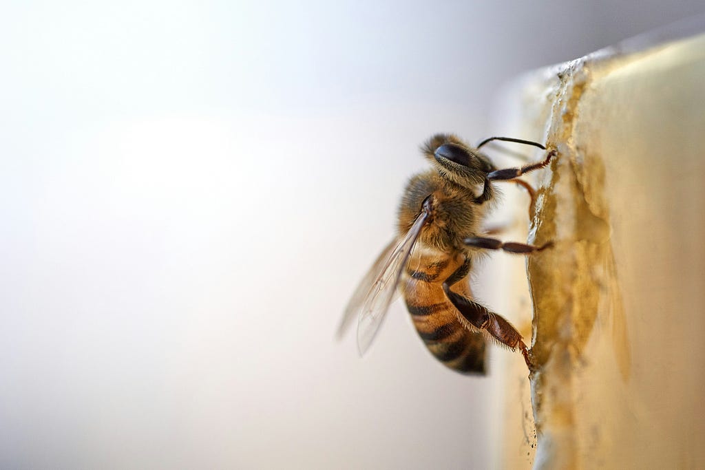 Bees eating honey as food