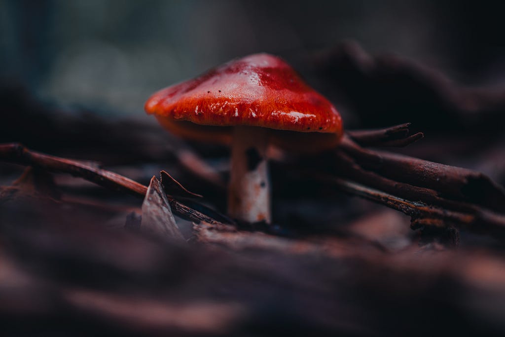 Red-capped ,mushroom over dark leaves