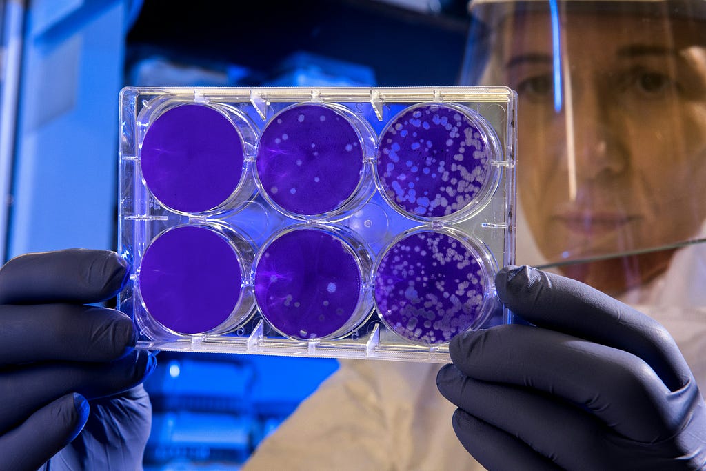 A scientist examining 6 petri dishes with gloves and a face shield on
