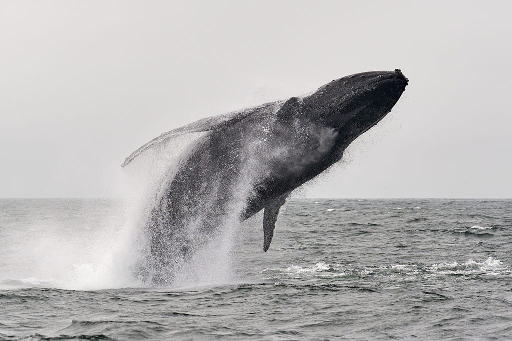 a gray whale breaching