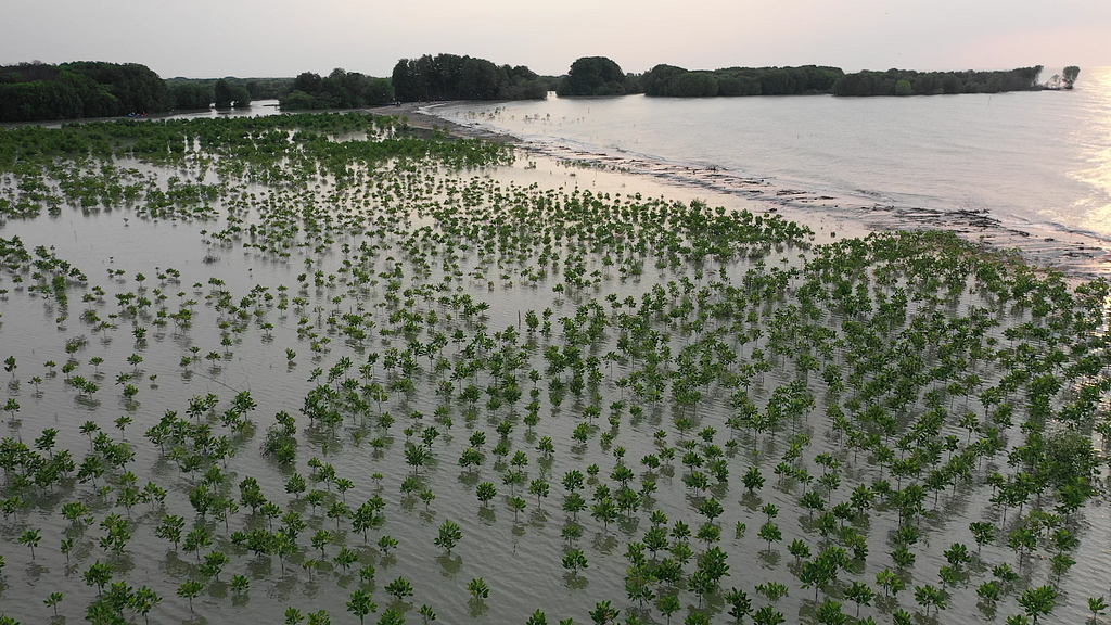 Mangroves provide a natural protective barrier against storm surges and tsunamis while also supporting rich biodiversity.