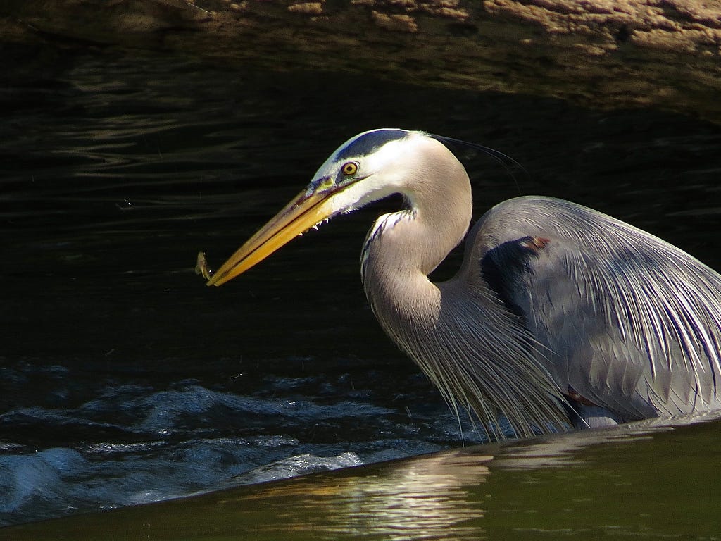 Great Blue Heron up-close with its striking plumage while in the river. Photo Credit: Michelle Smith, USFWS.