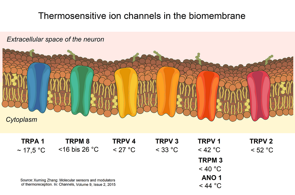 A diagram of TRP ion channels sensitive to temperature and chemical heat sources