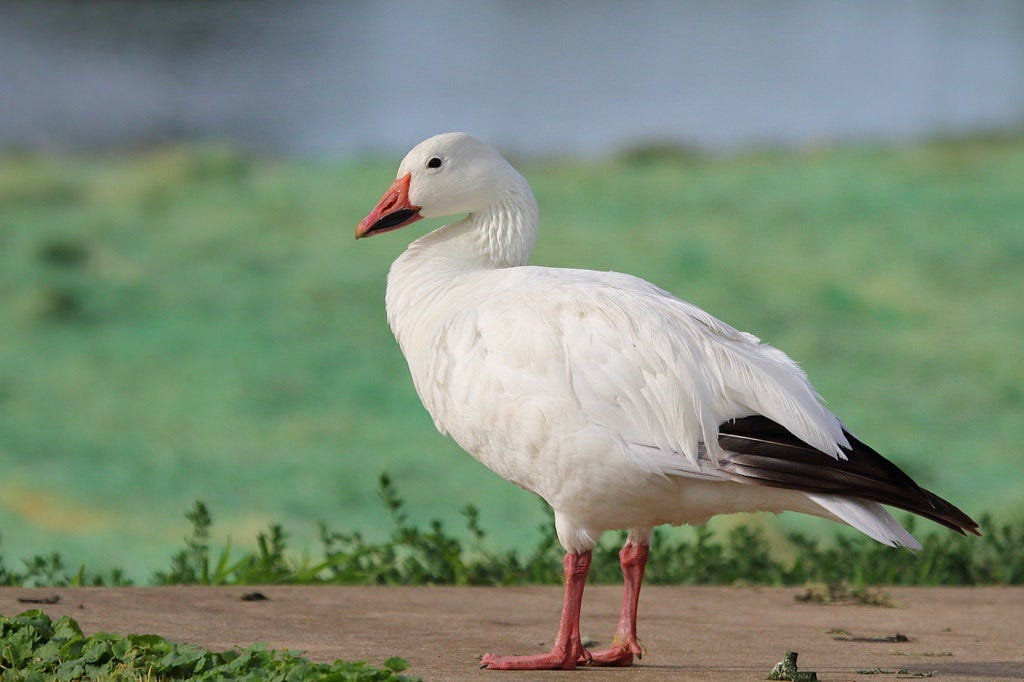 big white bird with black tail, orangeish beak and legs