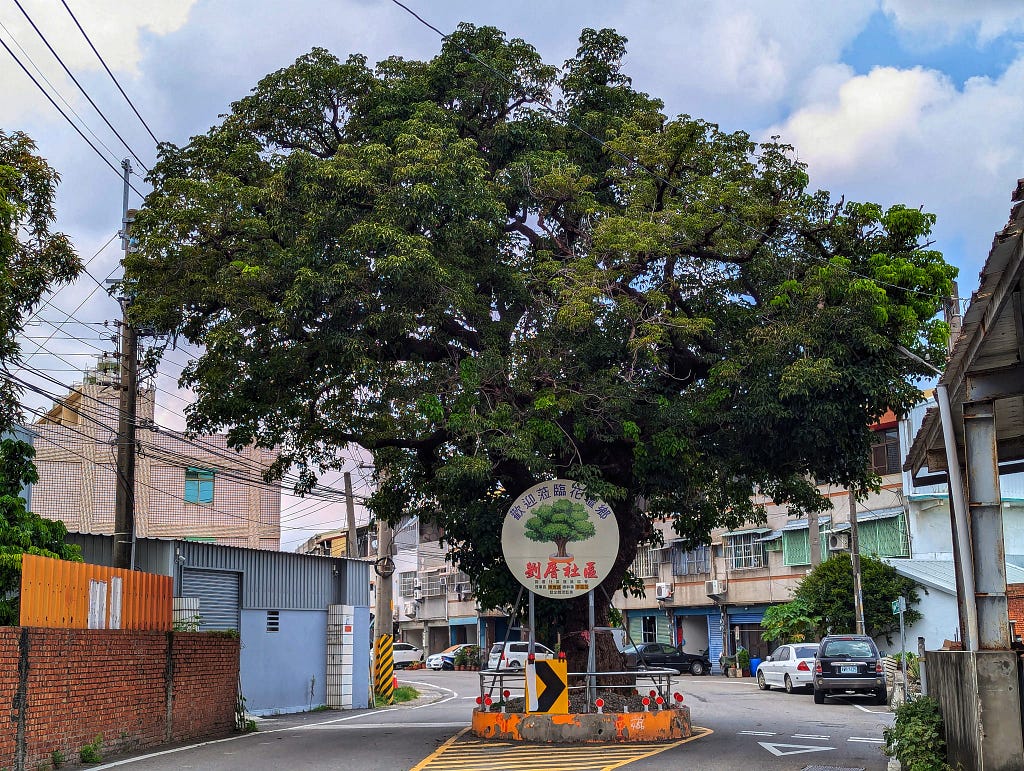 An old tree sitting in the middle of the road.
