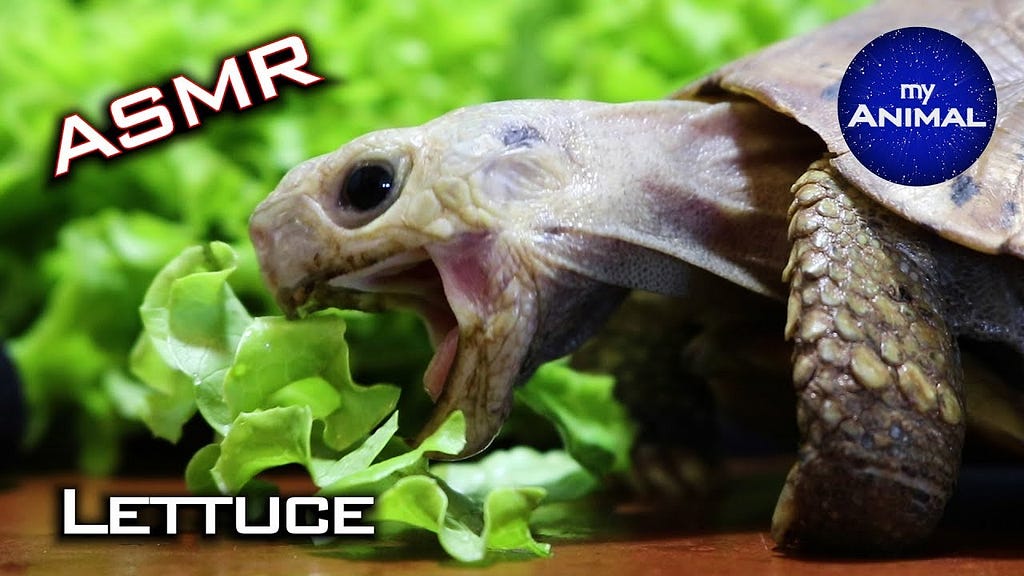 Do Turtles Eat Lettuce? Unlock the Diet Secrets!