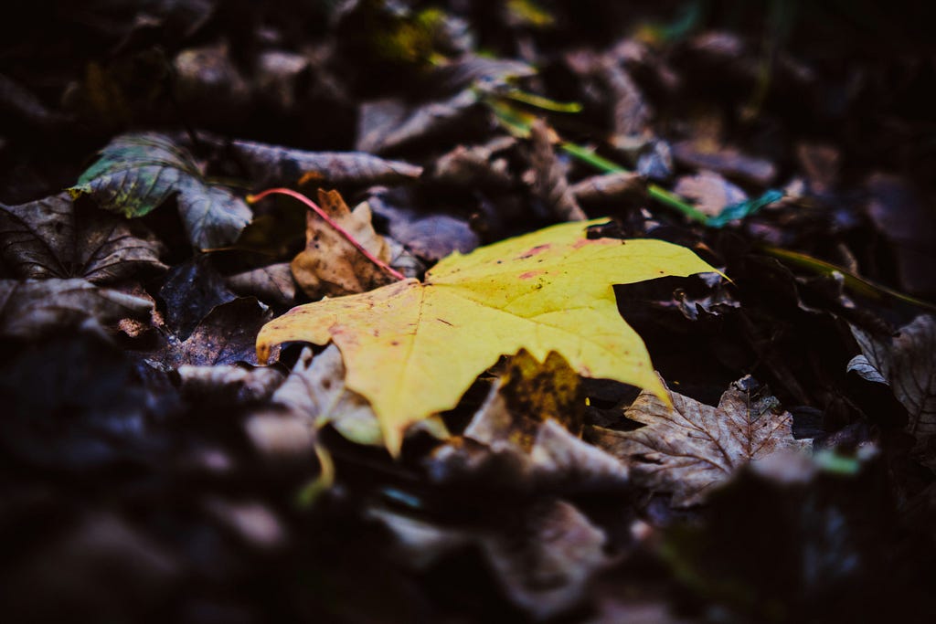 A yellow leaf on dead leaves