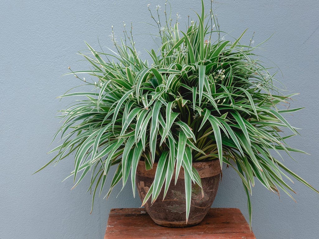 A spider plant.