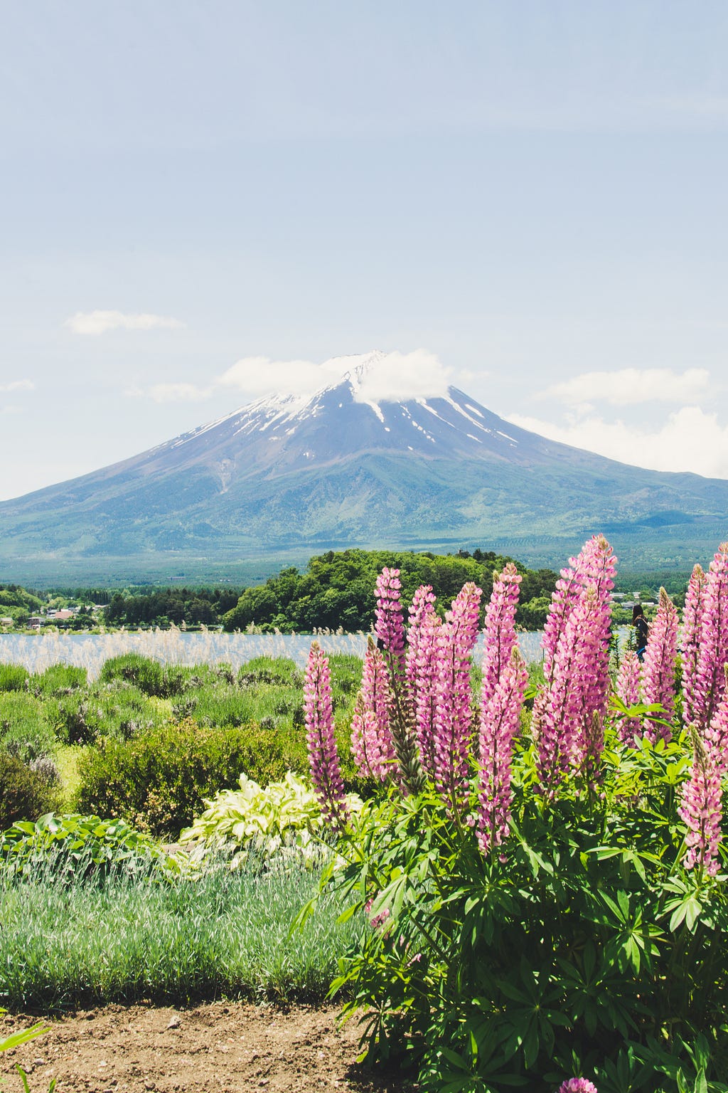 A sunny meadow in Japan, looking up to a great mountain.