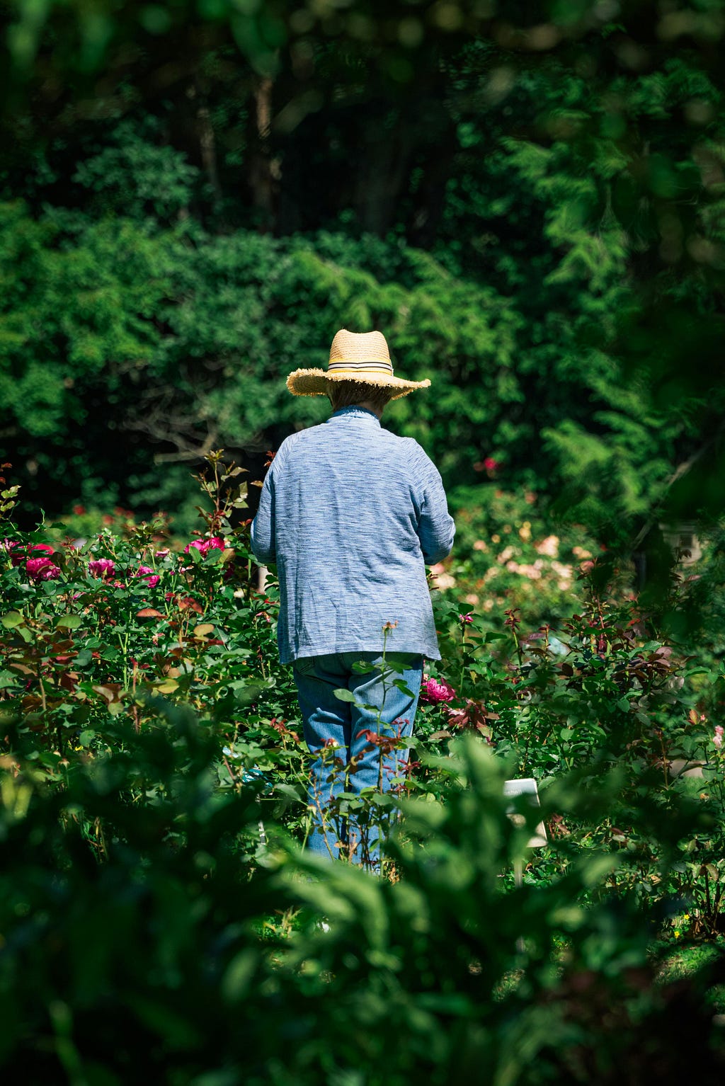 Discovering the Beauty of Kyotos Moss Gardens