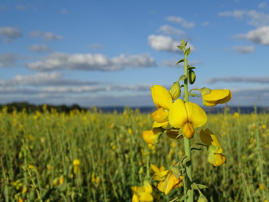 Crotalaria can be used as a rotation crop to reduce the nematode population in the field