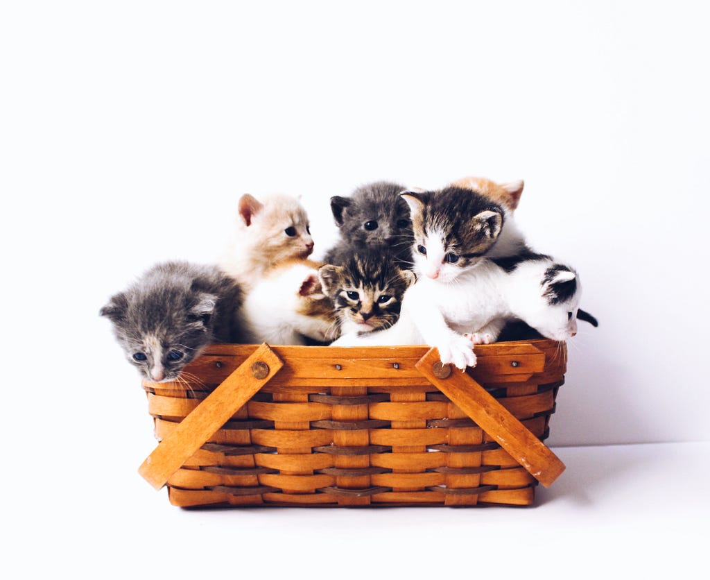 Kittens in a basket, eager to explore