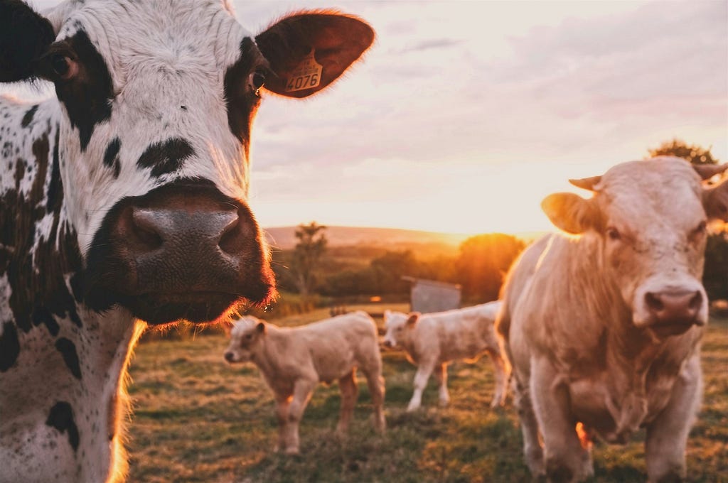 Promoting local farmers