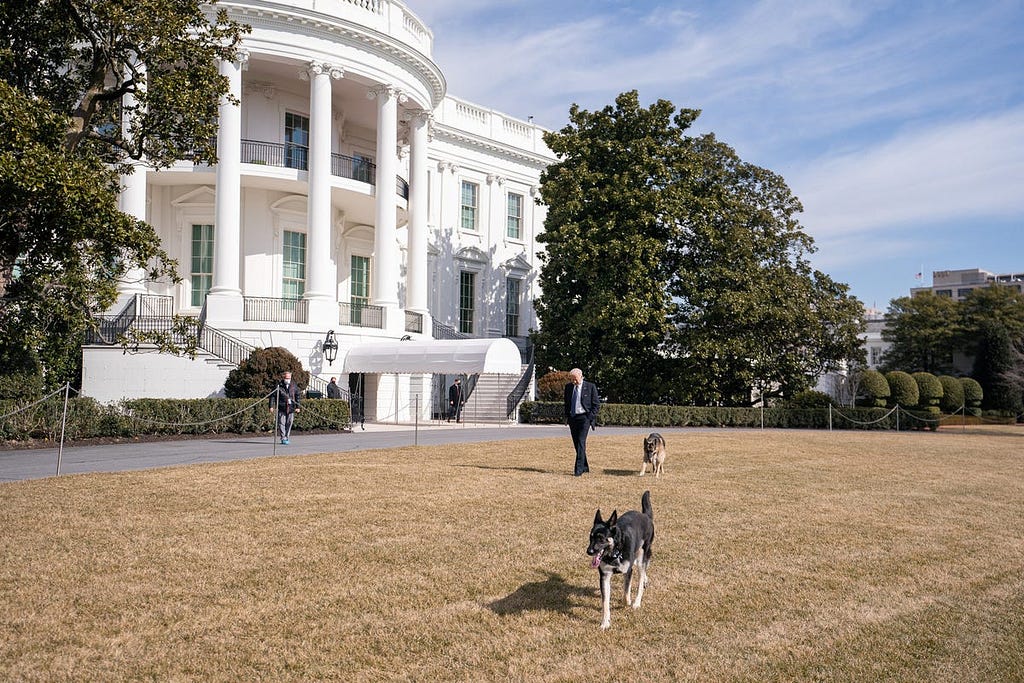 President Joe Biden walks with the Biden family dogs, Champ and Major on Feb. 9, 2021, on the South Lawn of the White House.