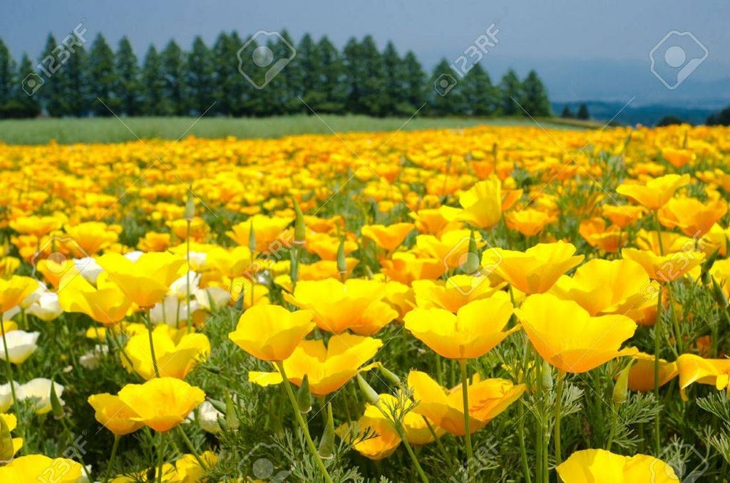 Bright yellow california poppy flower field in early summer - yellow poppy flower pictures