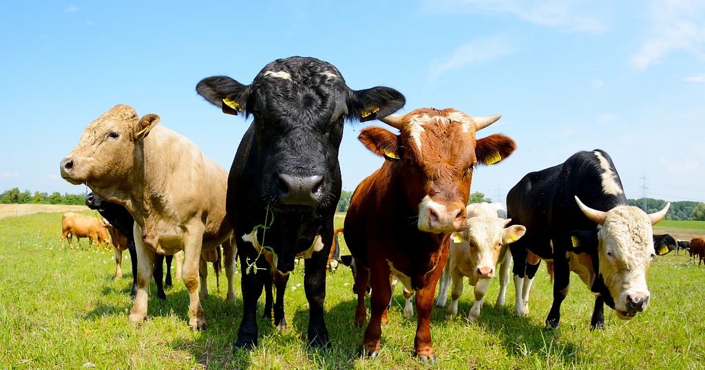 Image description: a group of cows standing in a field close to the camera. Some of the cows are looking at the camera.The sky is blue.