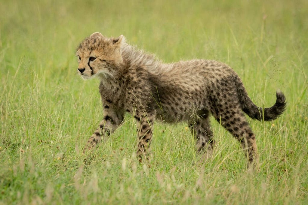 cheetah cub