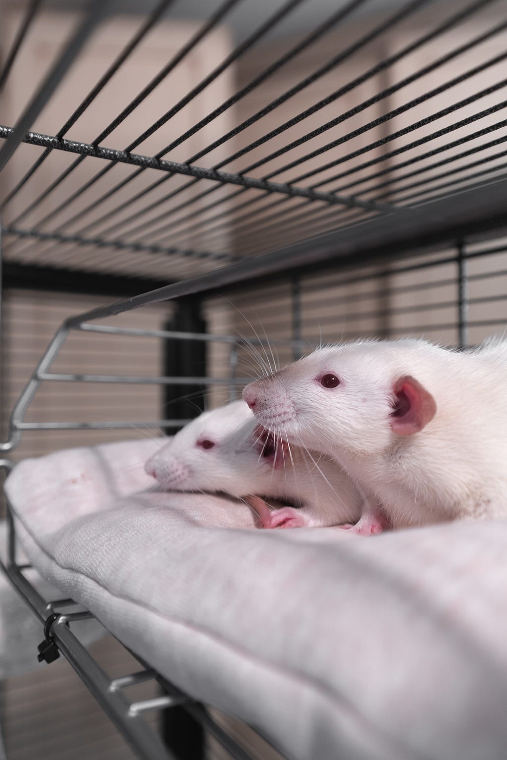 picture showing experiment on rats in a cage