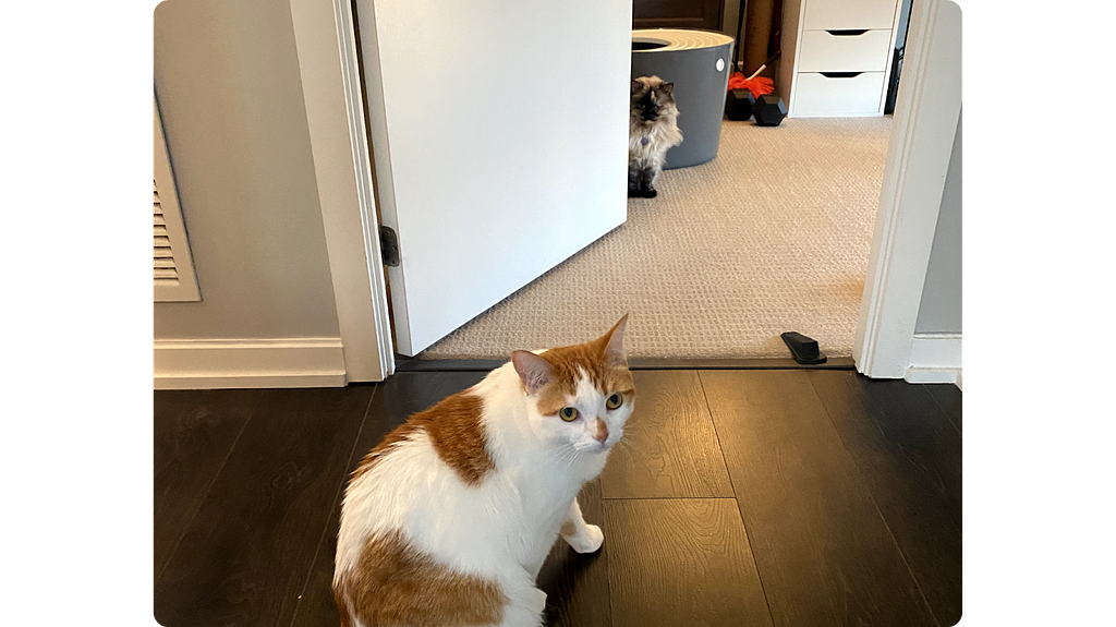 Ali loves cats. Here’s a photo of his cats Pixel and Mishmish meeting each other for the first time.