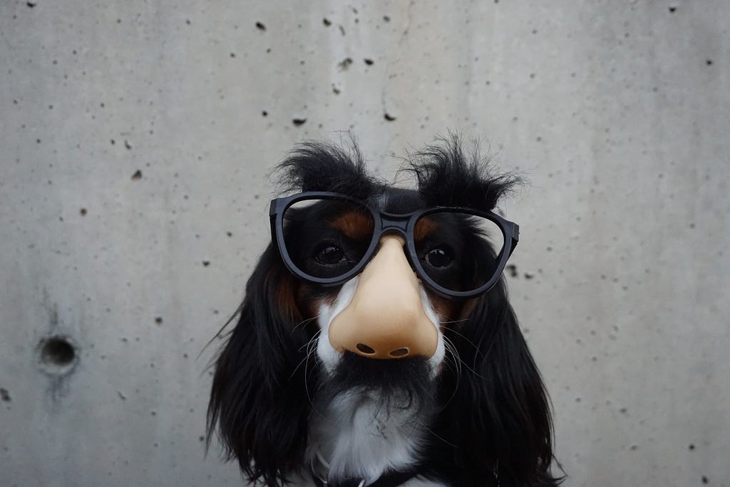 a black dog wearing groucho glasses(glasses with fake big nose attached to look funny)