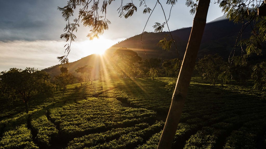 Chimping in Photography - Indonesia Tea Plantation
