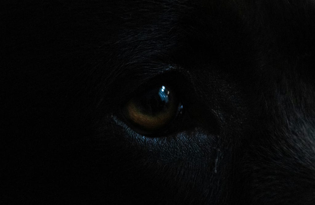 black panther eye shining in the dark