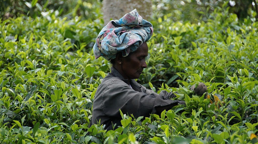 Tea Harvesting in Sri Lanka