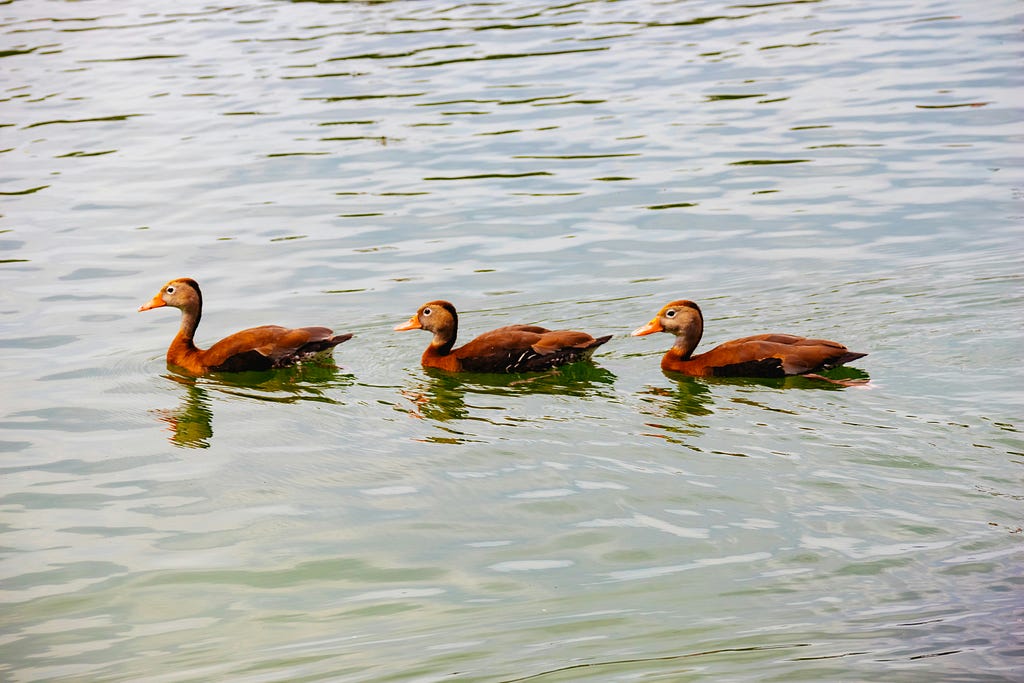 Three ducks swimming in the lake