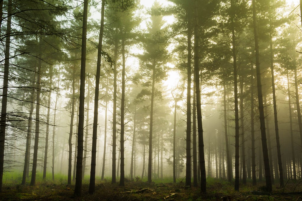 Why Random Forest Is My Favorite Machine Learning Model LaptrinhX
