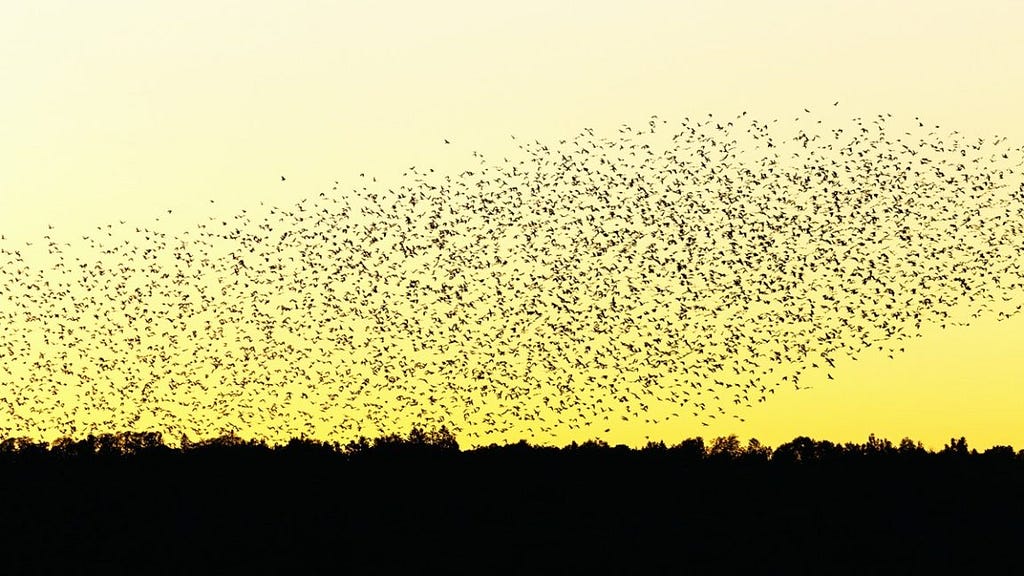 A flock of birds during a yellow sunset