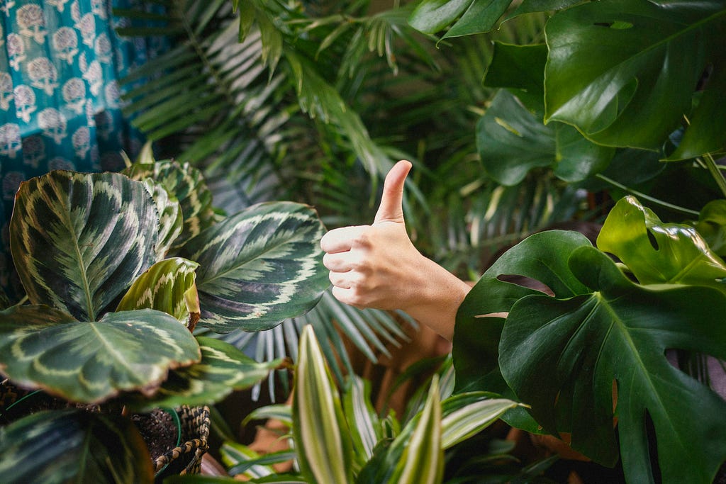 Hand coming through a bush showing thumbs-up