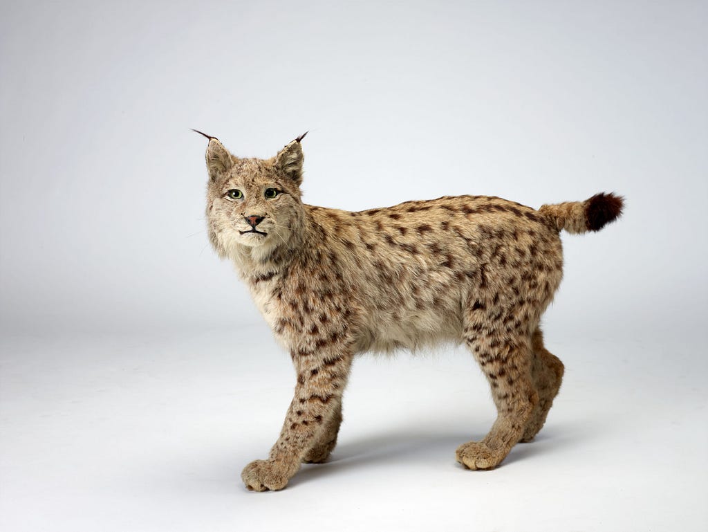 A taxidermied bobcat.