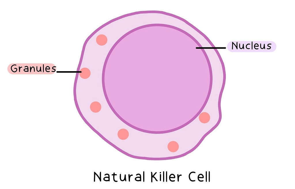 Labelled illustration of a Natural killer cell