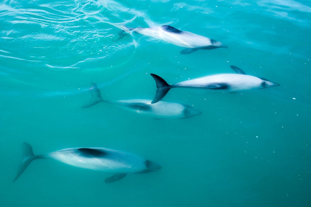 Four black and white dolphins swimming just below the surface of turquoise blue water. They are all facing right.