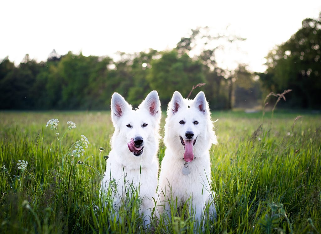 Do Dogs Get Hiccups