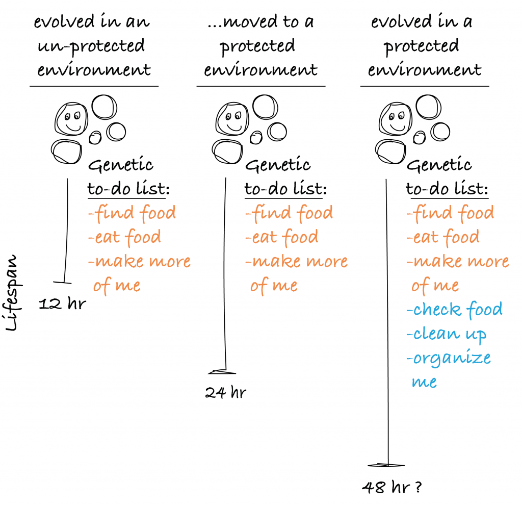 A diagram depicting evolution of longer lifespans