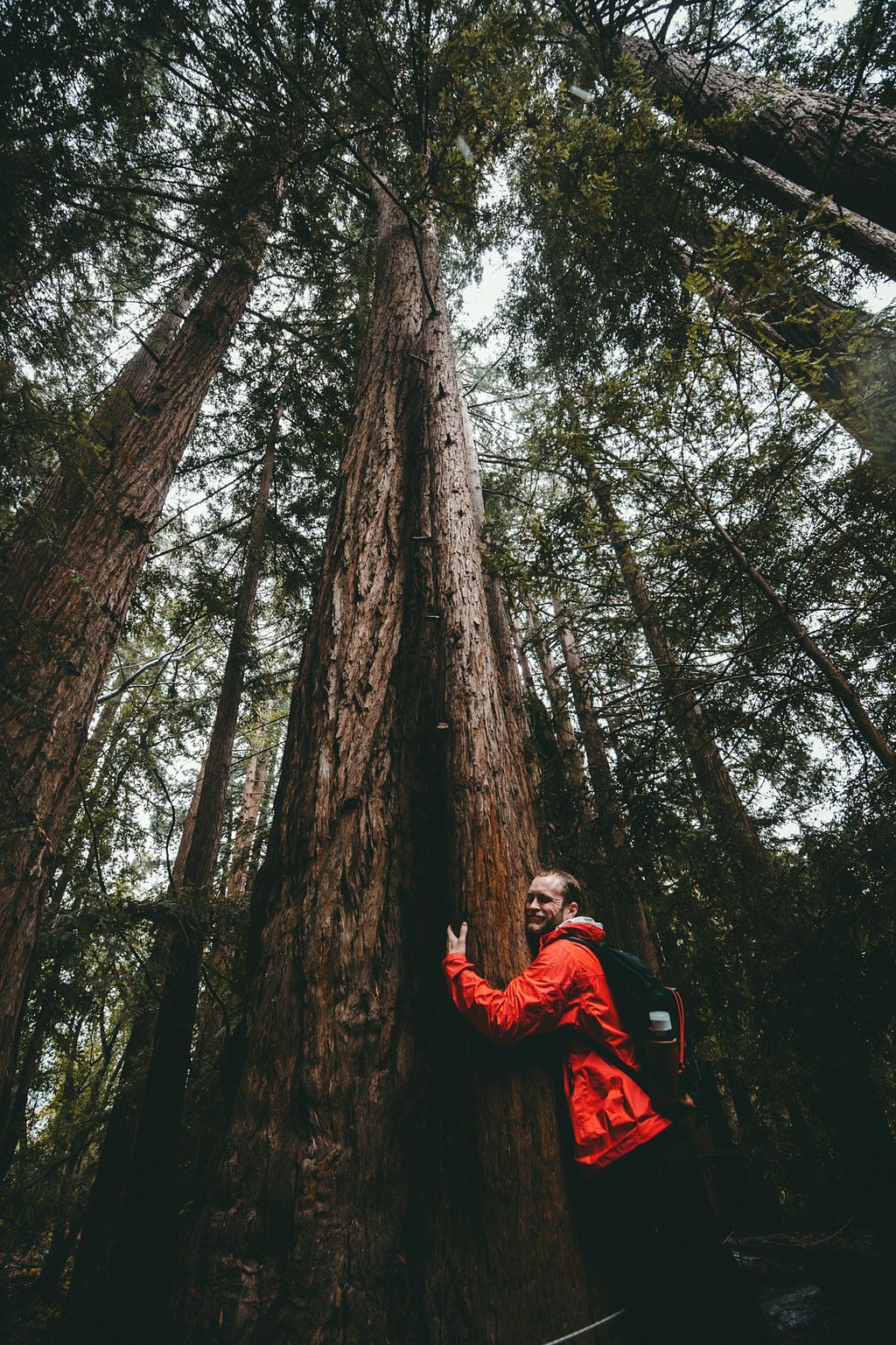 A man hugging a very tall tree in the midst of an old growth forest