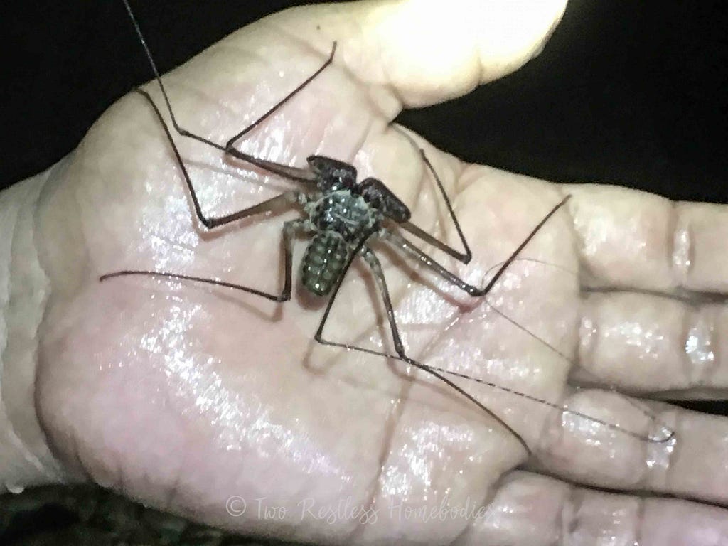 Scorpion spider found while cave tubing in Belize