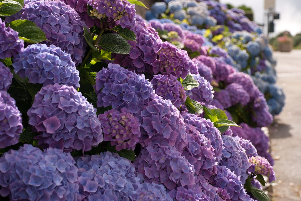 Garden Flowers Hydrangeas in all their different forms Lisa Cox