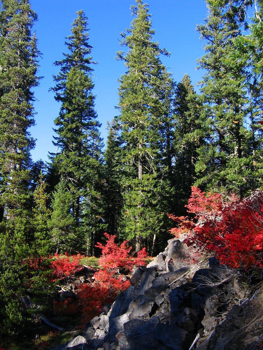 David Patte/USFWS