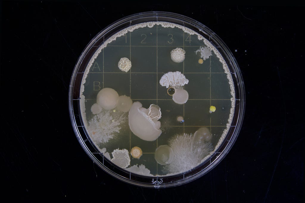 Microorganisms, bacteria