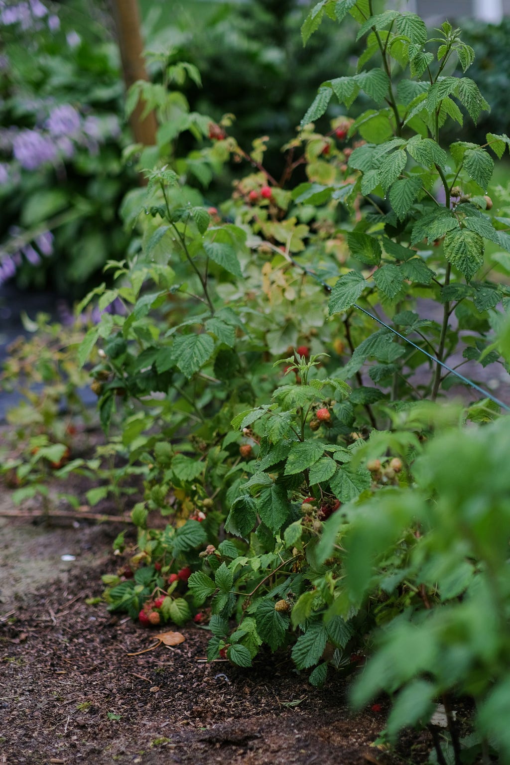 View of a garden with raspberry vines, plants and a few ripe raspberries. Photo by Geertje Caliguire on Unsplash.