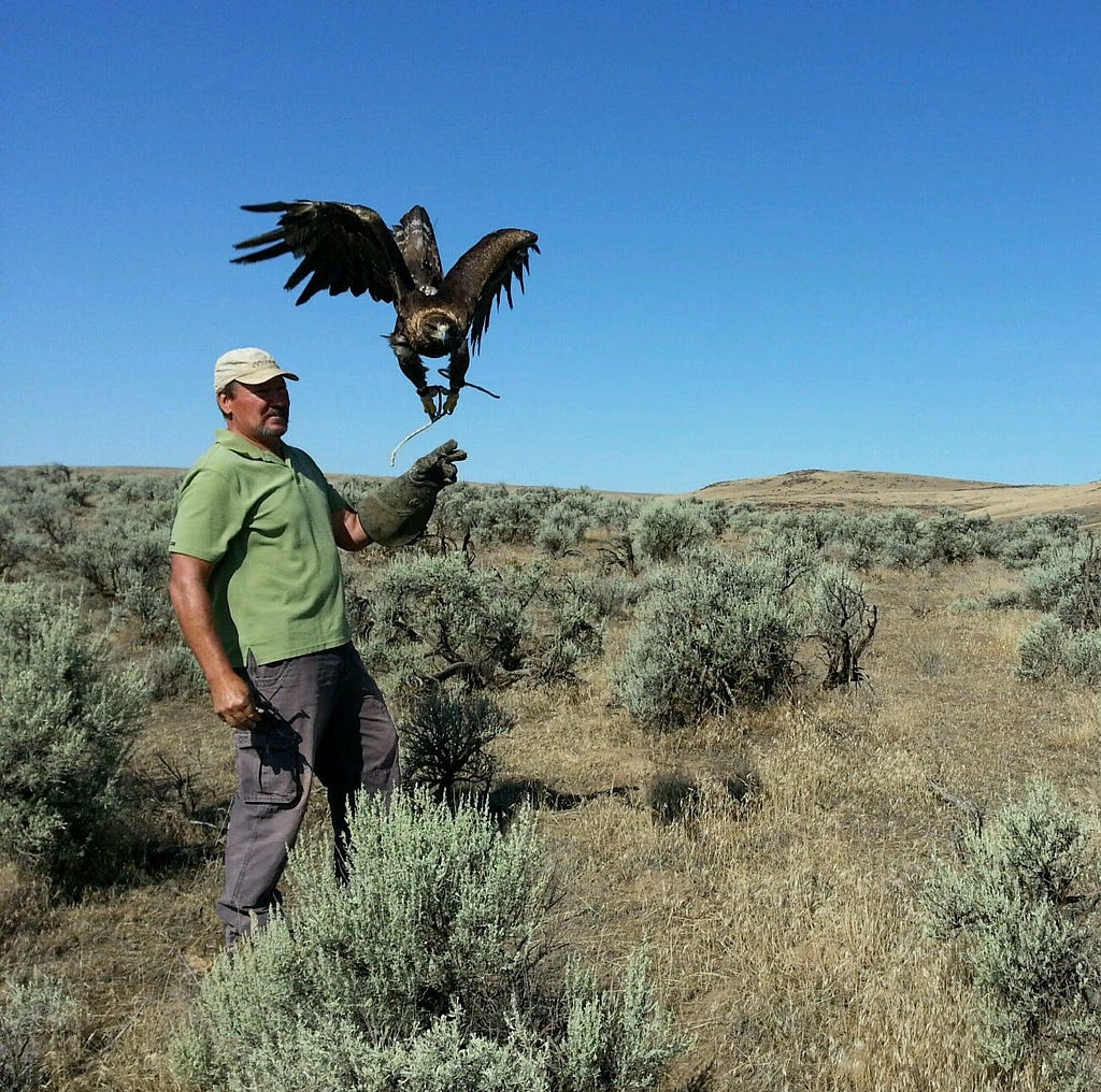 Joe Atkinson training golden eagle using CERE’s rehabilitation and release protocol based on falconry techniques