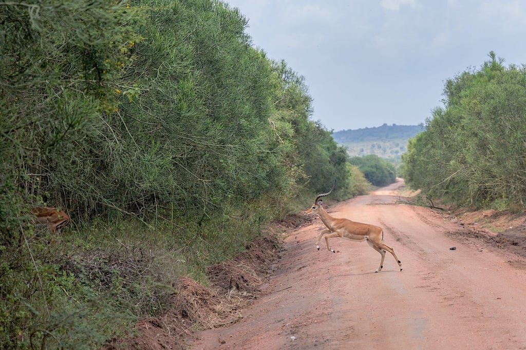 A deer skips across a dirt road and into the tree line.