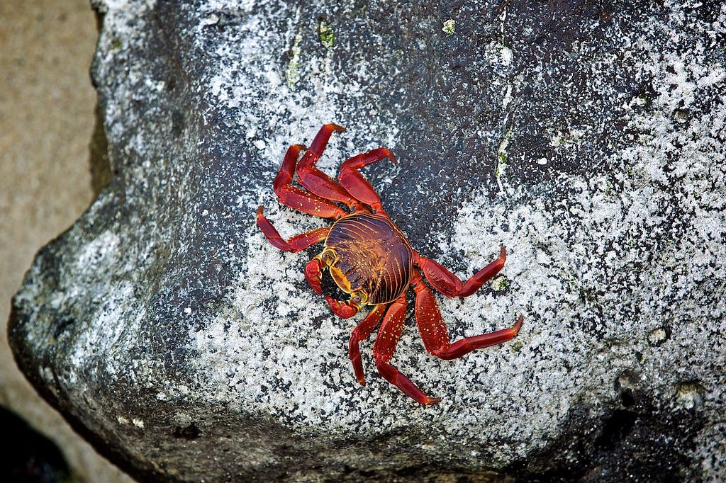 Photos Of The Galápagos Image: A red crab clings to the side of a grey rock.