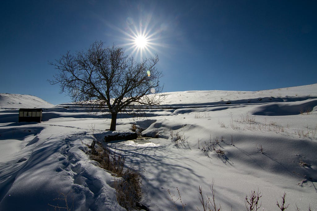 A tree on a snow covered field