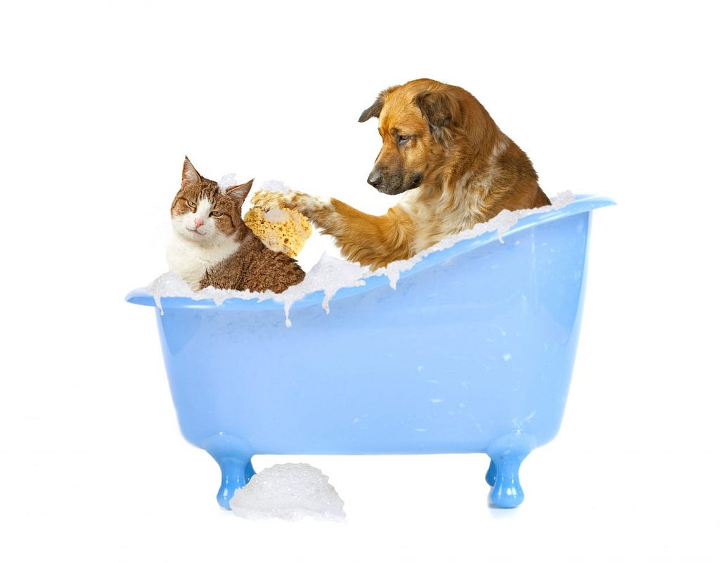 CBD Pet Treats Make Bath Time And Trips To The Groomer Much Easier!