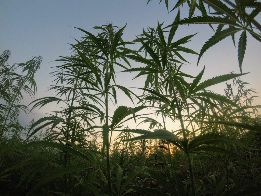 Stalks of hemp growing outside, shown from floor-level against a sunset