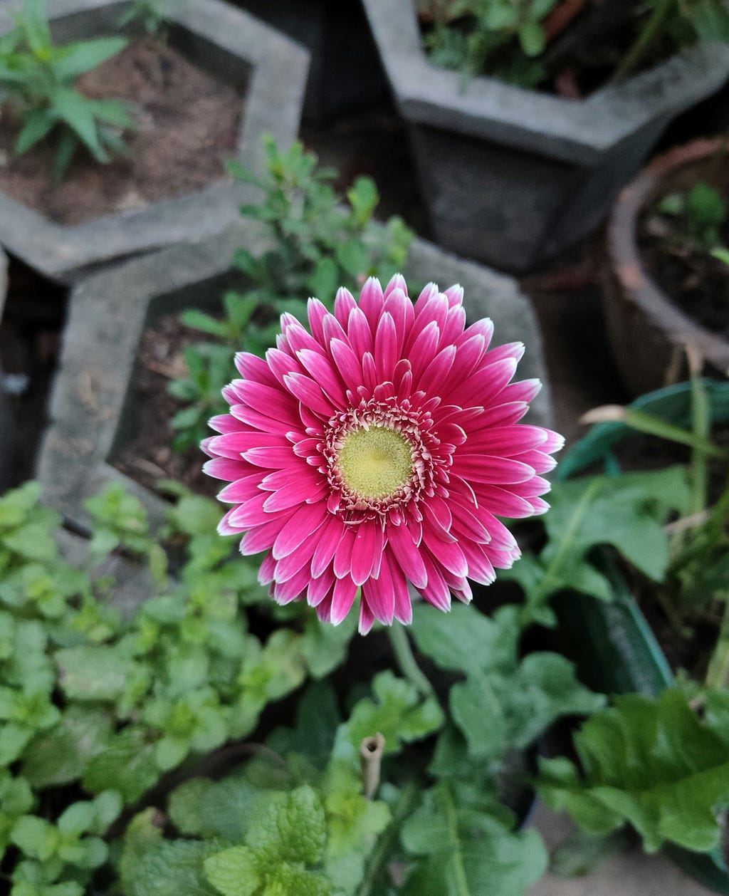Pink flower with a yellow green center