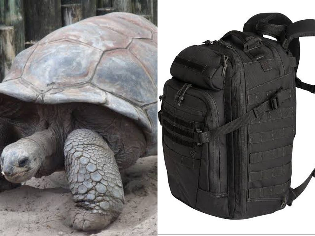 Picture of tortoise and backpack